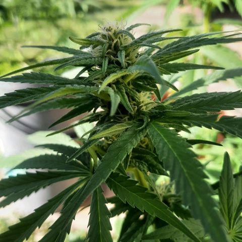 Banana sundae  #1 growlog timeline photo