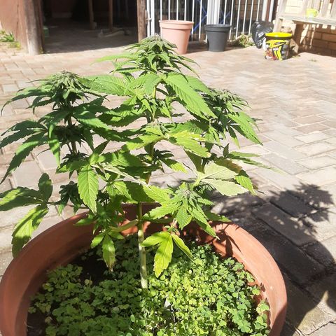 Banana sundae  #3 growlog timeline photo