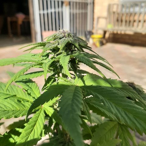 Banana sundae  #3 growlog timeline photo