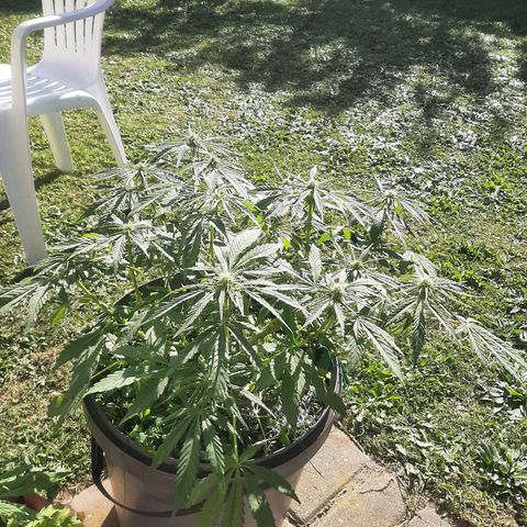 Banana sundae  #4 growlog timeline photo