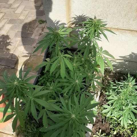 Banana sundae  #1 growlog timeline photo