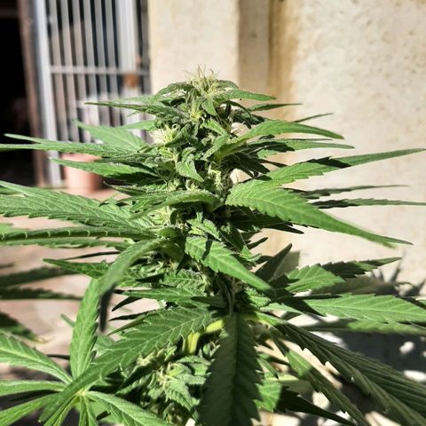 Banana sundae  #1 growlog timeline photo