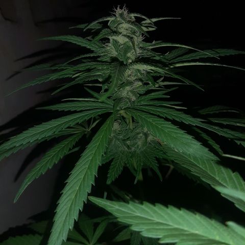 Banana sundae  #1 growlog timeline photo