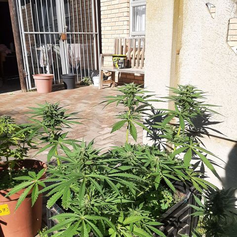 Banana sundae  #1 growlog timeline photo