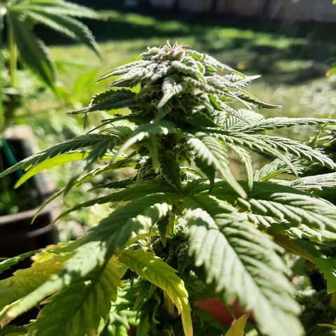 Banana sundae  #3 growlog timeline photo