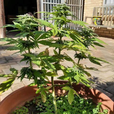 Banana sundae  #3 growlog timeline photo
