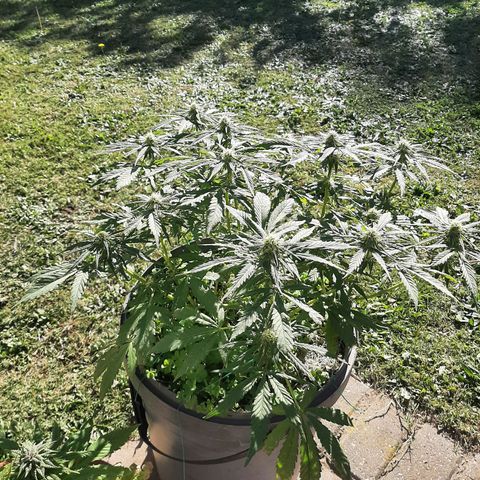Banana sundae  #4 growlog timeline photo