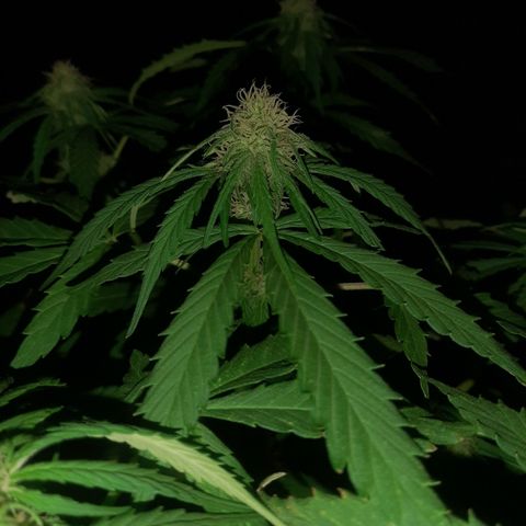 Banana sundae  #4 growlog timeline photo
