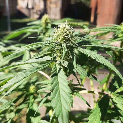 Banana sundae  #4 growlog timeline photo