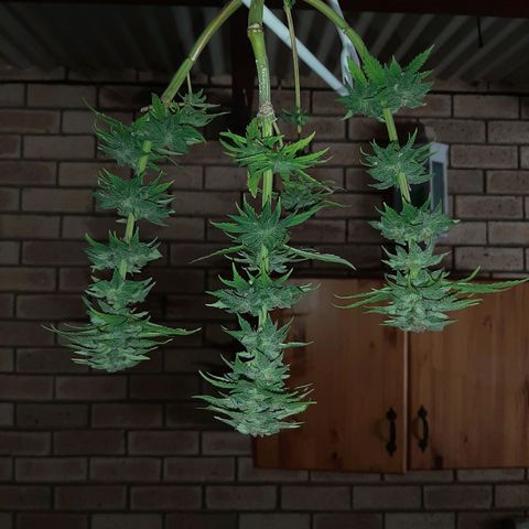 Banana sundae  #3 growlog timeline photo