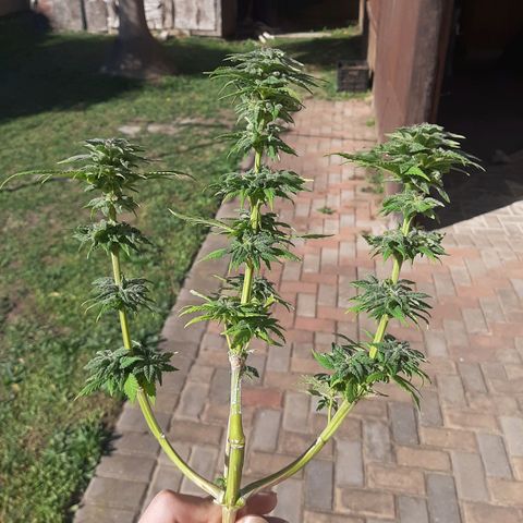 Banana sundae  #3 growlog timeline photo