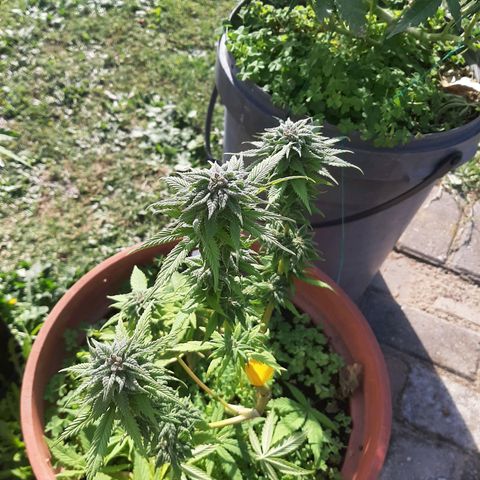 Banana sundae  #3 growlog timeline photo