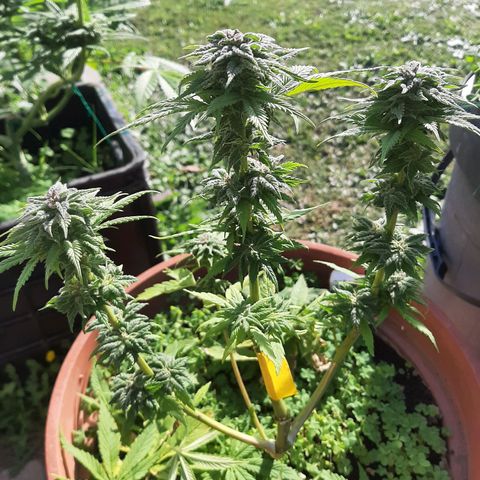Banana sundae  #3 growlog timeline photo