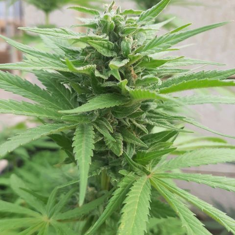 Banana sundae  #1 growlog timeline photo