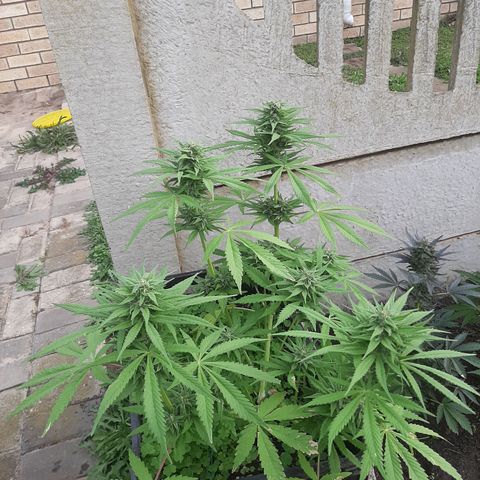 Banana sundae  #1 growlog timeline photo