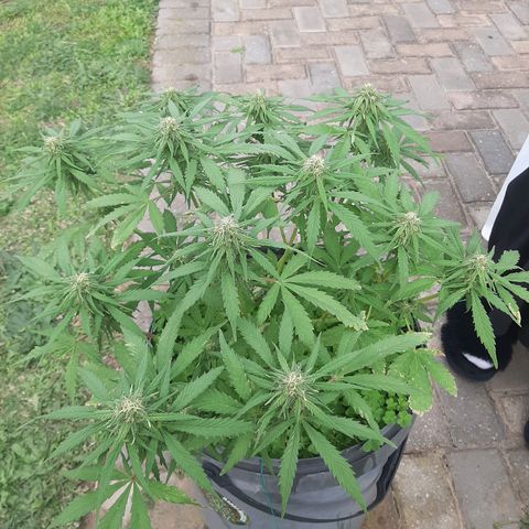Banana sundae  #4 growlog timeline photo