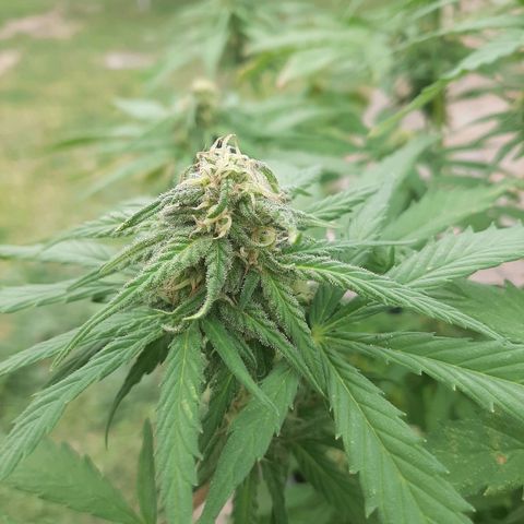 Banana sundae  #4 growlog timeline photo
