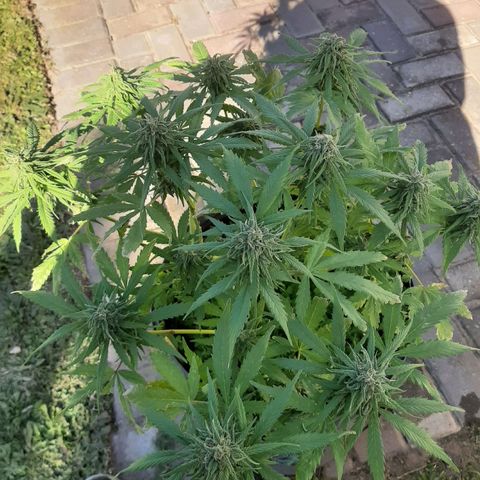 Banana sundae  #4 growlog timeline photo