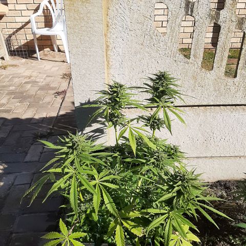 Banana sundae  #1 growlog timeline photo