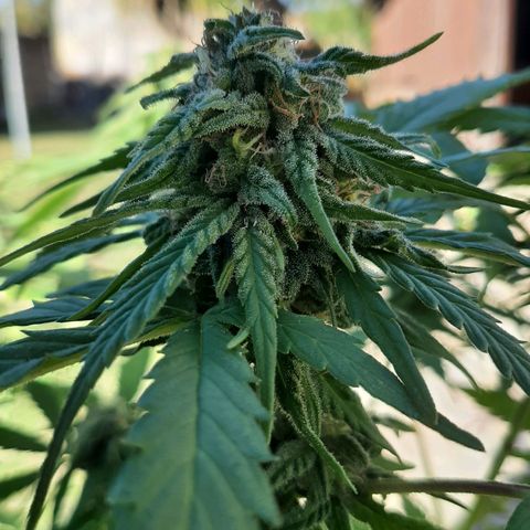 Banana sundae  #4 growlog timeline photo
