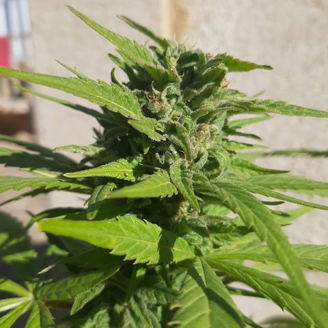 Banana sundae  #1 growlog timeline photo