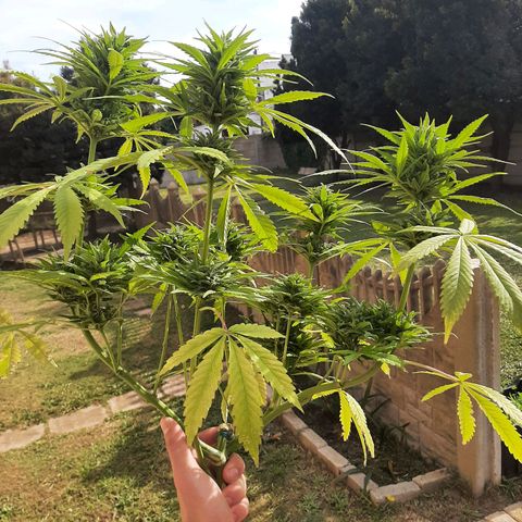 Banana sundae  #1 growlog photo: Bud washed with baking soda and lemon juice solution 