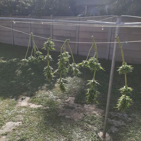 Banana sundae  #1 growlog photo: Bud washed with baking soda and lemon juice solution 
