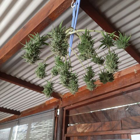 Banana sundae  #4 growlog timeline photo