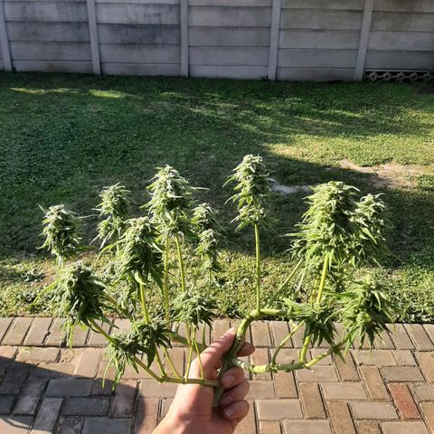 Banana sundae  #4 growlog timeline photo