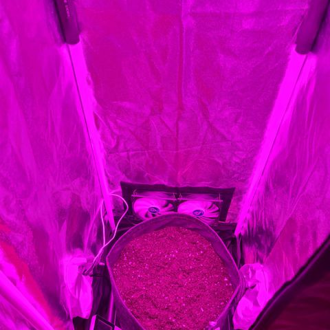 White Widow #1 growlog photo: Transplanted to soil