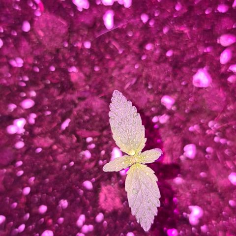 White Widow #1 growlog timeline photo
