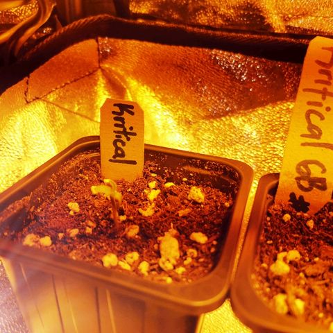 Kritical PC#1 growlog timeline photo