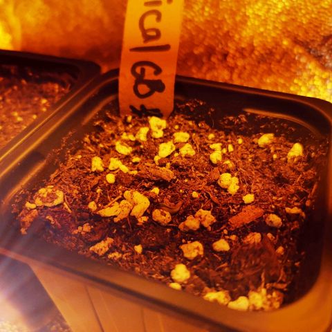Kritical PC#3 growlog timeline photo