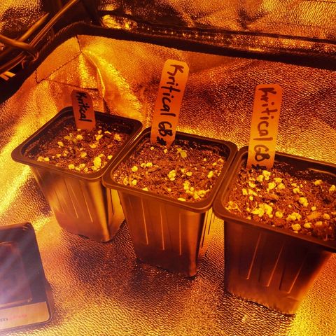 Kritical PC#1 growlog timeline photo