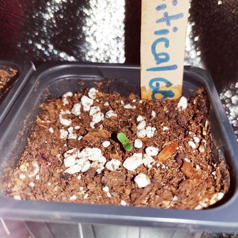 Kritical PC#3 growlog photo: 13:00hrs