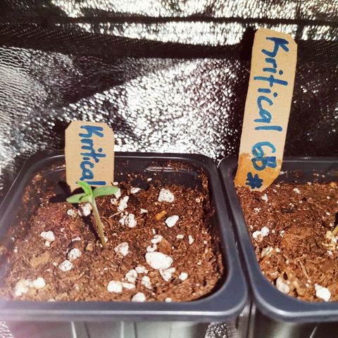 Kritical PC#1 growlog photo: 
13:00