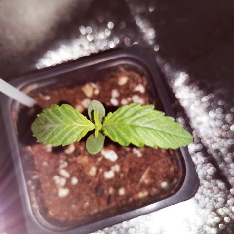 Kritical PC#1 growlog timeline photo