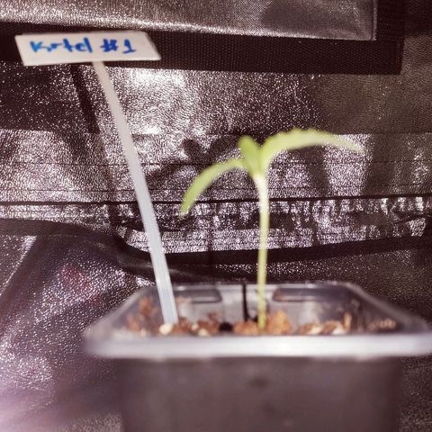 Kritical PC#1 growlog timeline photo