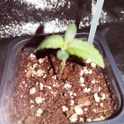 Kritical PC#3 growlog timeline photo