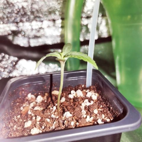 Kritical PC#3 growlog timeline photo