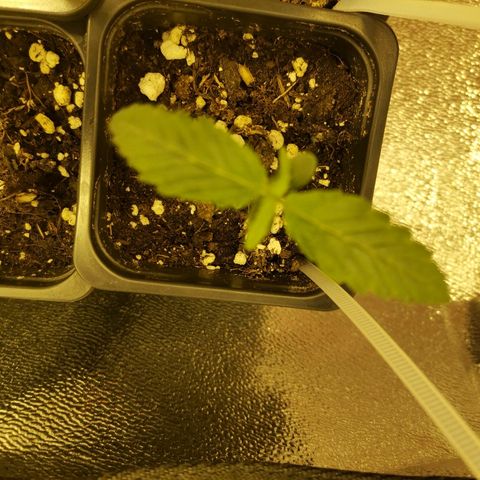 Kritical PC#1 growlog timeline photo