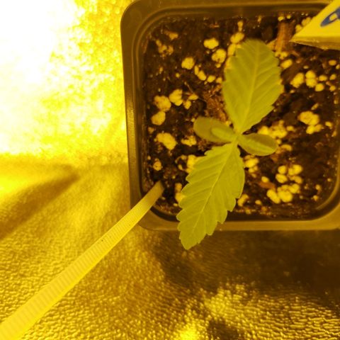 Kritical PC#3 growlog timeline photo