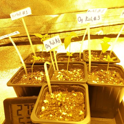 Kritical PC#3 growlog timeline photo