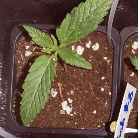 Kritical PC#1 growlog timeline photo