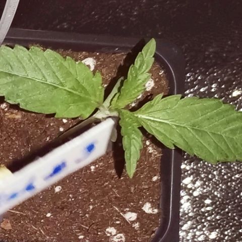 Kritical PC#3 growlog timeline photo