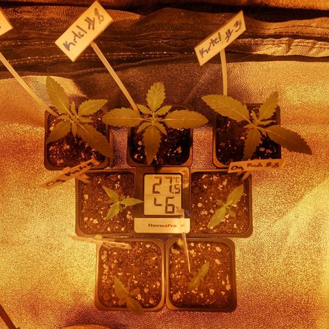Kritical PC#3 growlog timeline photo