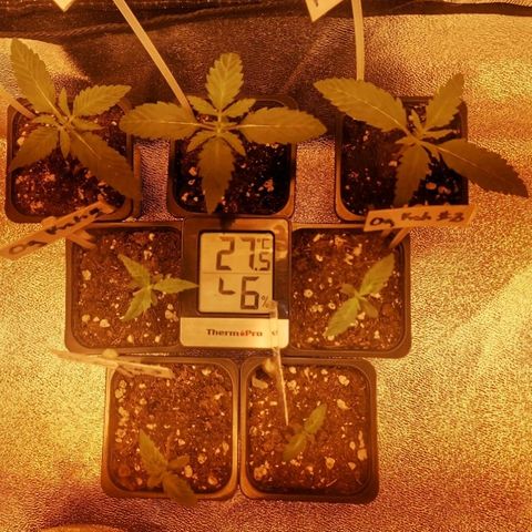 Kritical PC#3 growlog timeline photo