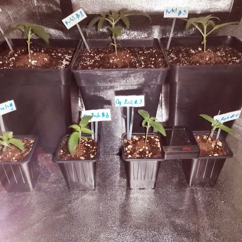 Kritical PC#3 growlog timeline photo