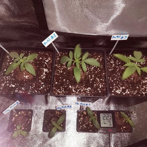 Kritical PC#3 growlog timeline photo