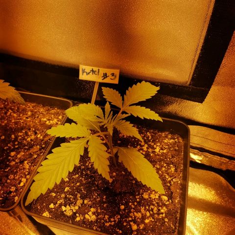 Kritical PC#3 growlog timeline photo